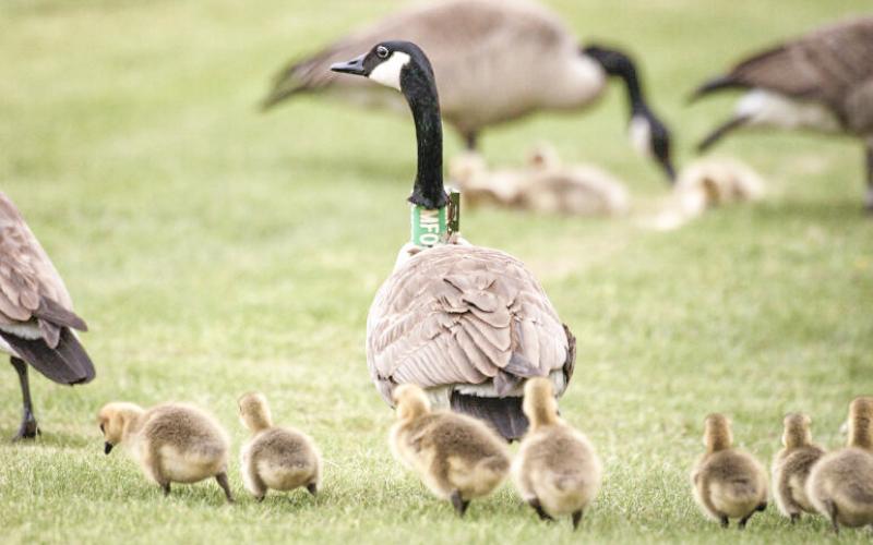 More Canada geese are becoming permanent Michigan residents due to climate change. DEPARTMENT OF NATURAL RESOURCES