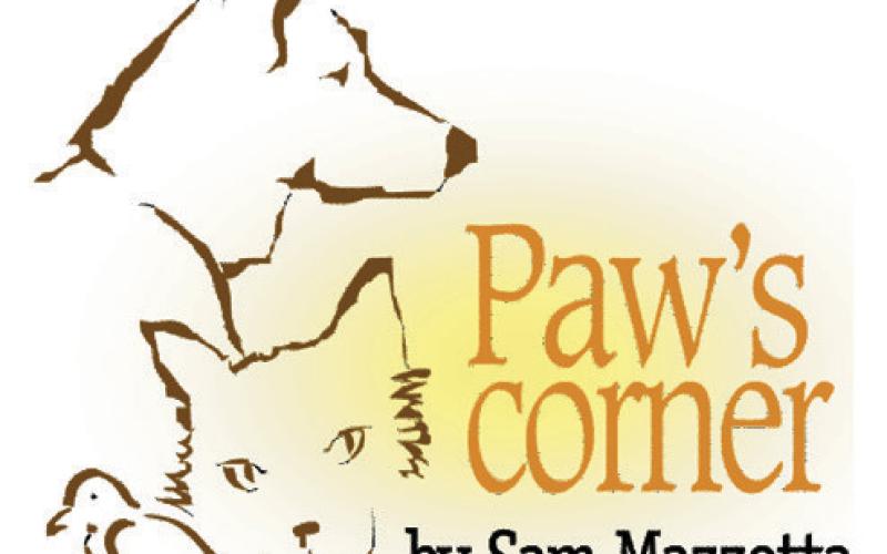 Dog’s aggression is a worry