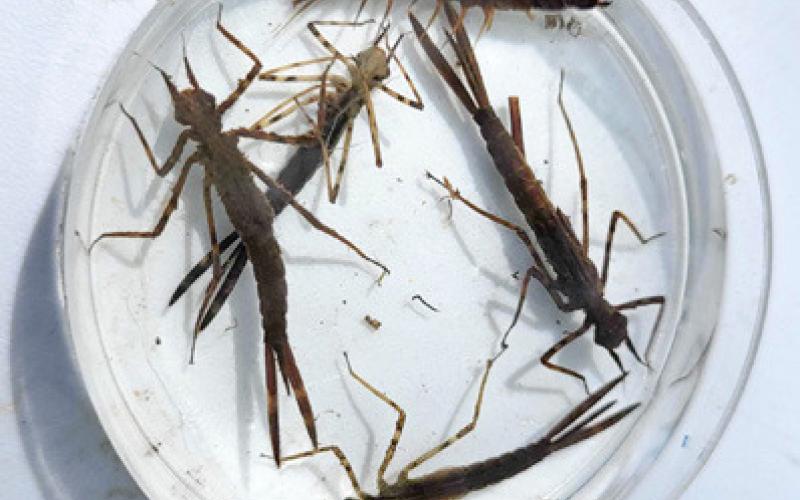 Volunteers needed for Cedar River Sampling