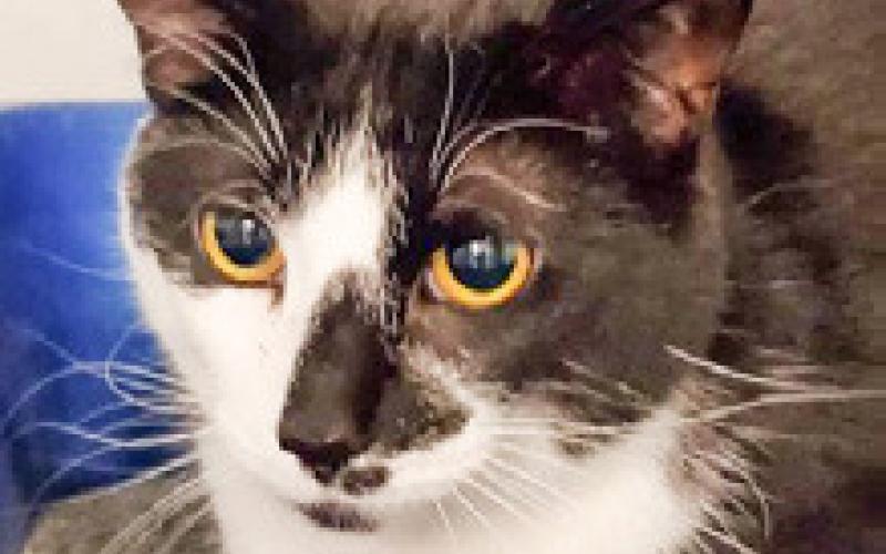 PET OF THE WEEK