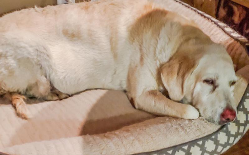 Baker’s drone saves lost Labrador retriever