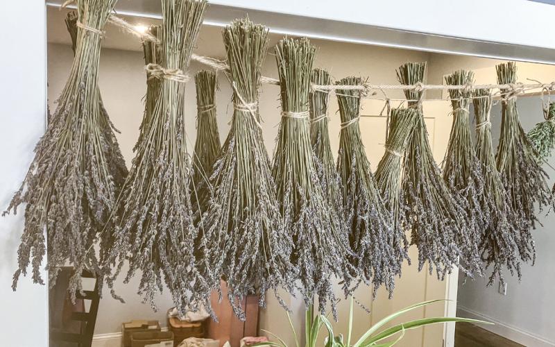 Lavender plants hanging behind the counter are available for sale in bunches at the Greenwood Lavender Ranch Boutique.