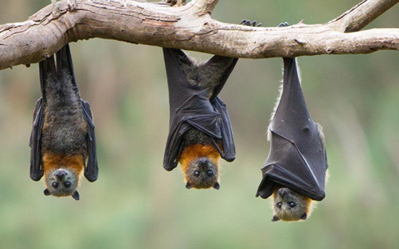 How to keep bats out of the house