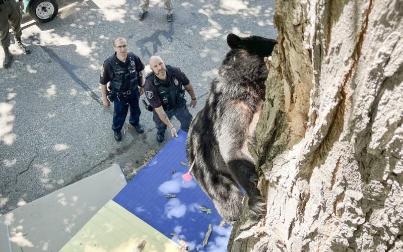 Mt. Pleasant police and other city workers helped the DNR remove the bear from the tree.