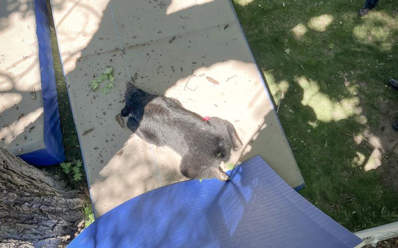 The tranquilized bear fell safely on a pole vault pad and was transported about an hour north and set free in the Houghton Lake area.