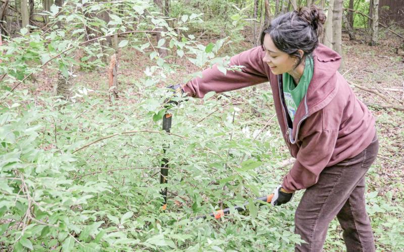 Stewardship Series with Little Forks Conservancy