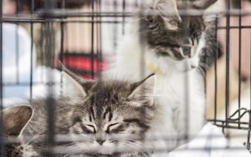 Kittens in a cage at an adoption event hosted by Cannonsville Critters in Greenville. BY BRANDY MUZ