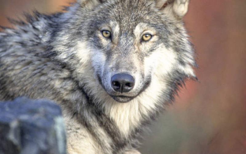 This photo provided only as an example of the species. Photo courtesy of U.S. Fish and Wildlife Service, NCTC Image Library.