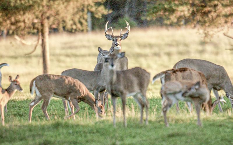 DNR announces field trial for the study of vaccinating deer against bovine tuberculosis