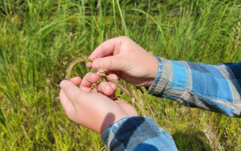 Michigan joins federal program that collects native flora and champions restoration