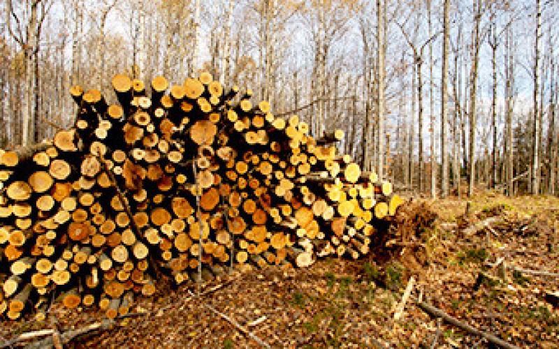 Piled aspen logs are shown in a forest, waiting to be transported.