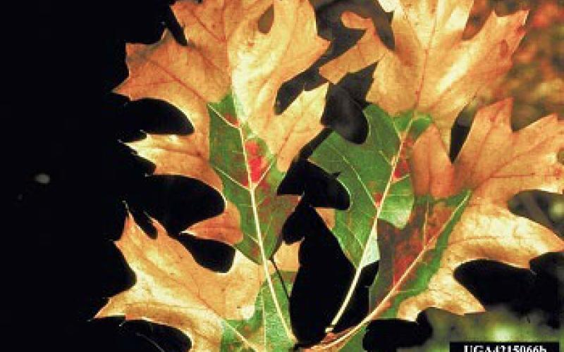 Prune oak trees in winter to avoid oak wilt