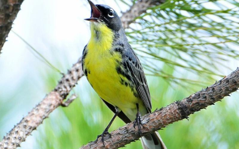 The Kirtland’s warbler is one of the rarest birds in North America and needs young jack pines to nest. U.S. FISH &amp;amp; WILDLIFE SERVICE