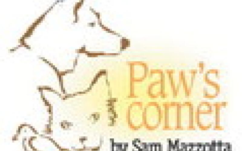 Alt Text for Image