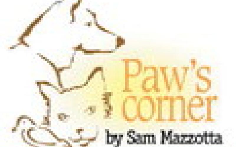 Environmental allergies affect pets and people