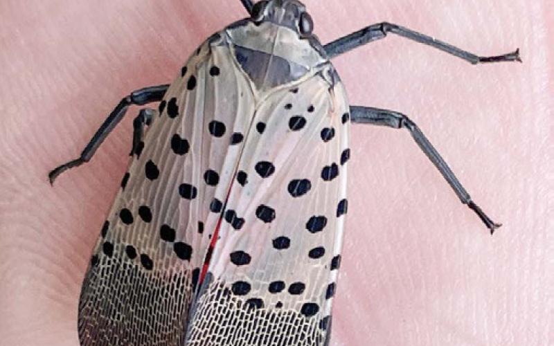 Invasive spotted lanternfly confirmed in Monroe County