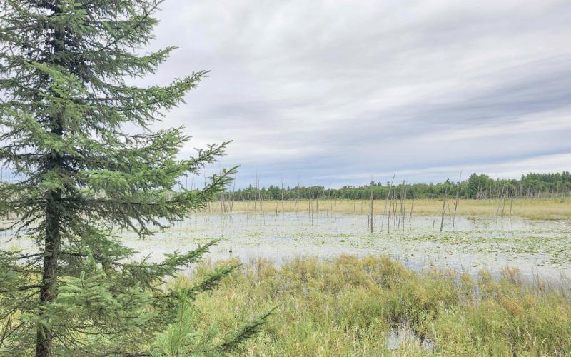Little Forks Conservancy permanently protects 45 acres in Clare County