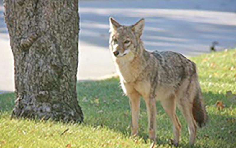 Want some space from coyotes? Try these tips