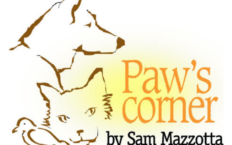 No peace on earth for visiting dogs and cats