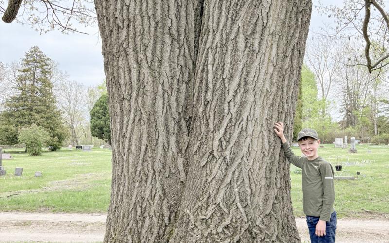Austin Cabose discovered a Northern Red Oak measuring 200 in circumference in Beaverton.