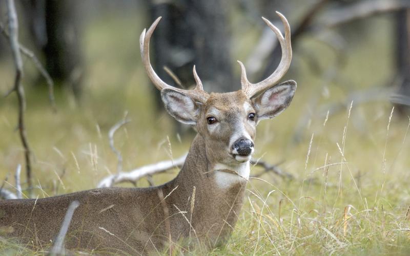 CWD confirmed in a farmed white-tailed deer from Osceola County