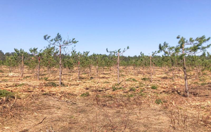 What’s with those trees?  They’re making seeds for the future
