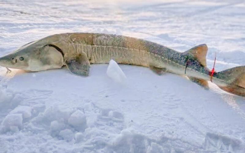 Lake Sturgeon