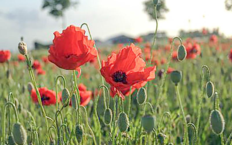 Pictured are poppies at Flanders Fields.
