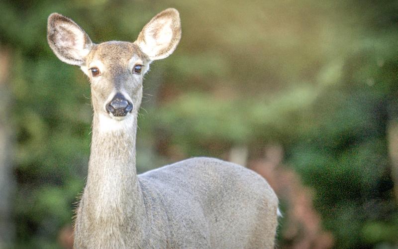 Reports of EHD-affected deer occurring across southwest Michigan