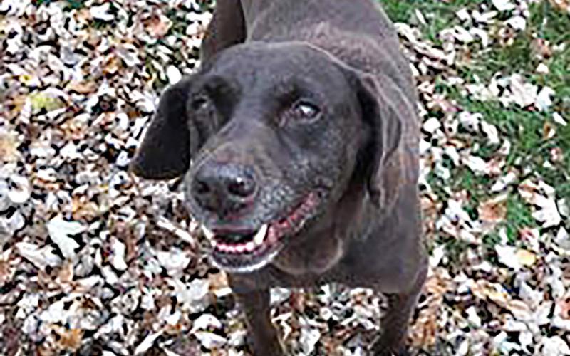 Gladwin County Animal Shelter adoption tails: Cocoa