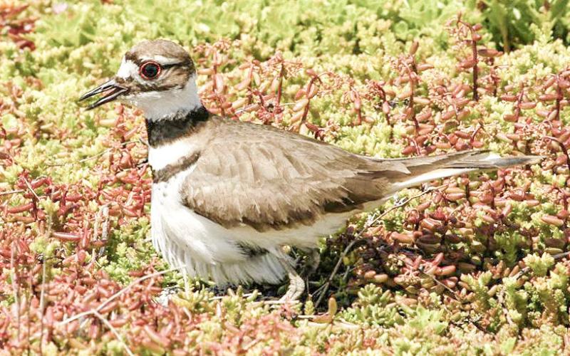 Green roofs are saving green dollars