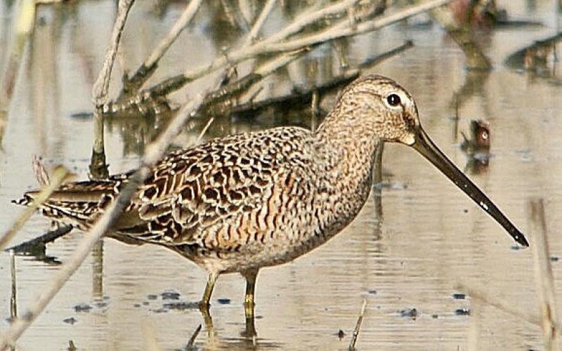 Long-billed Dowitcher