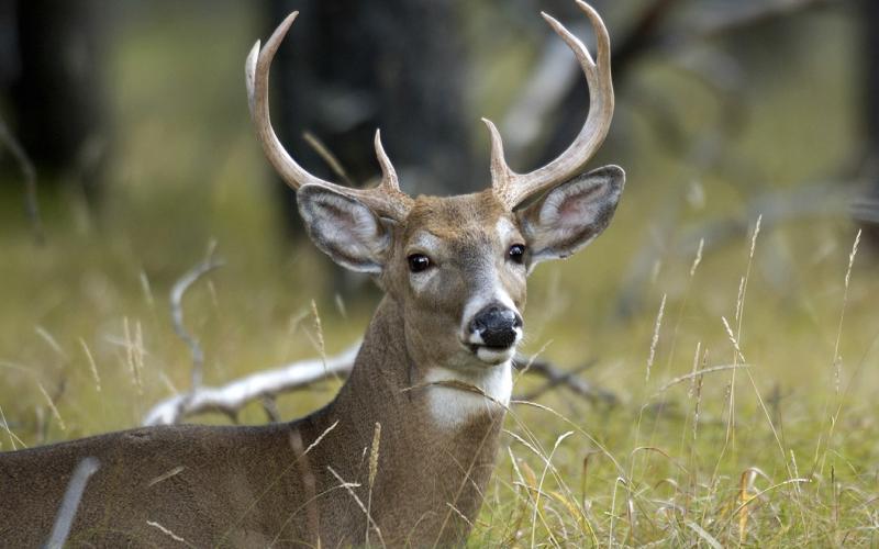 Deer hunting preview
