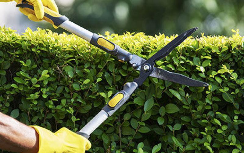 How to prune bushes