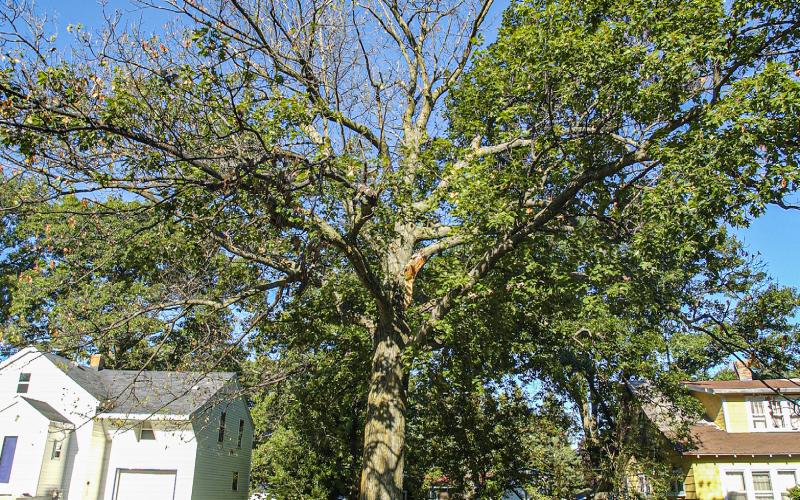 A tree affected by oak wilt has lost its leaves from the crown down. Oak wilt can quickly kill trees in the red oak family. The fungus can be carried by beetles during the spring and summer, so don’t prune trees from April 15-July 15 to protect them from disease.