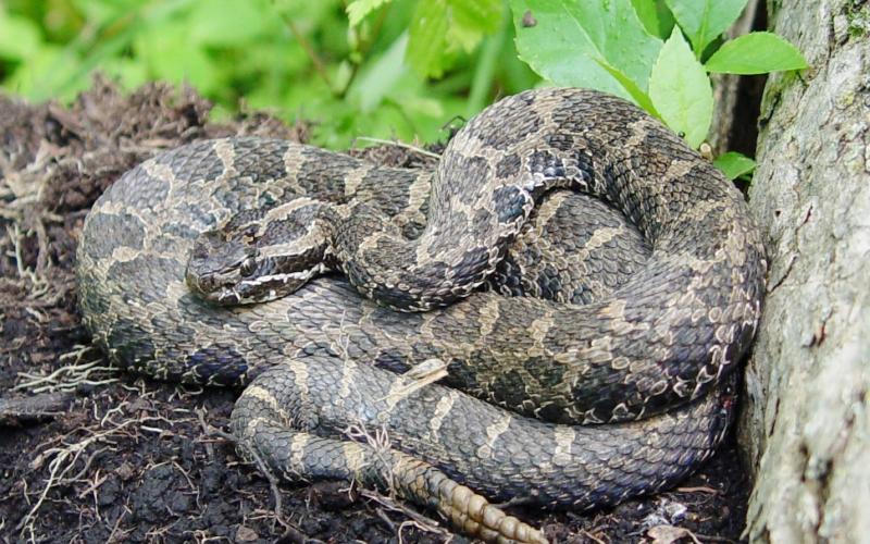 Michigan is a stronghold for the eastern massasauga rattlesnake, which is both state and federally threatened under the Endangered Species Act. MICHIGAN NATURAL FEATURES INVENTORY