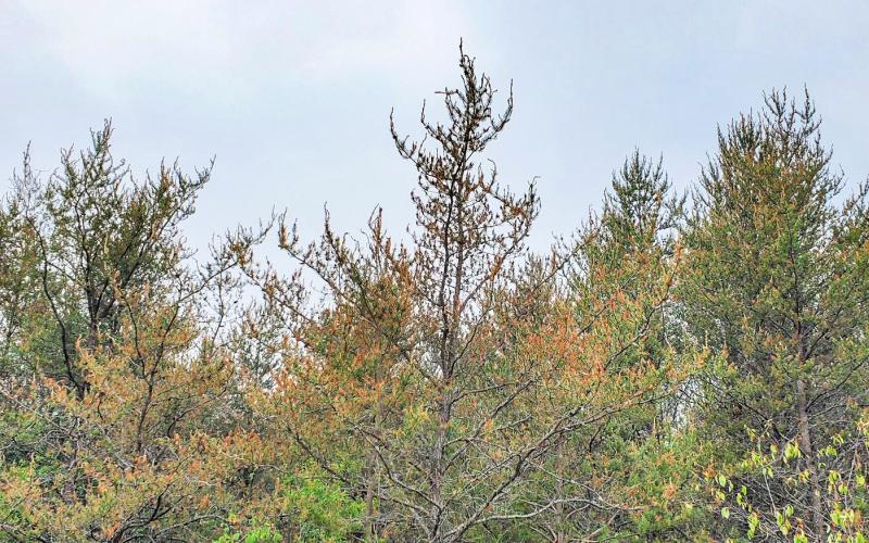 Brown needles on jack pine likely due to budworm outbreak