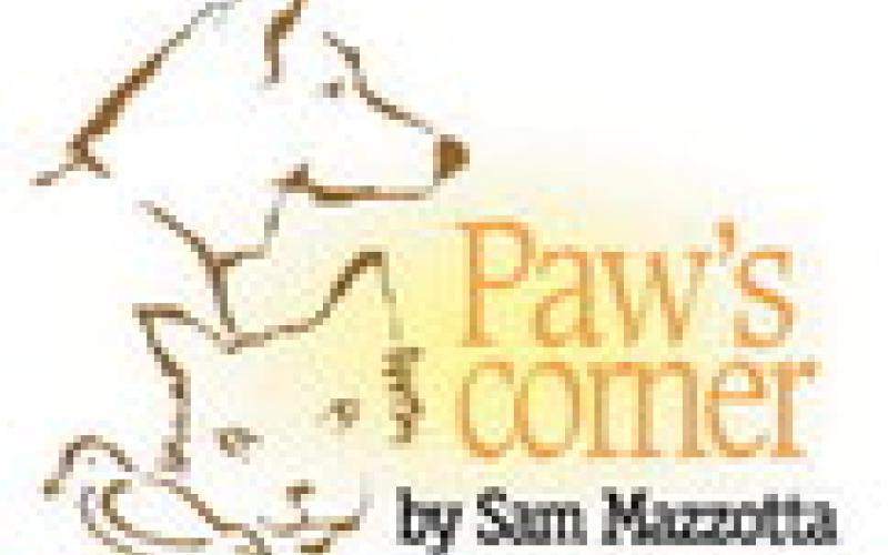 Tracking the source of pet’s food allergies