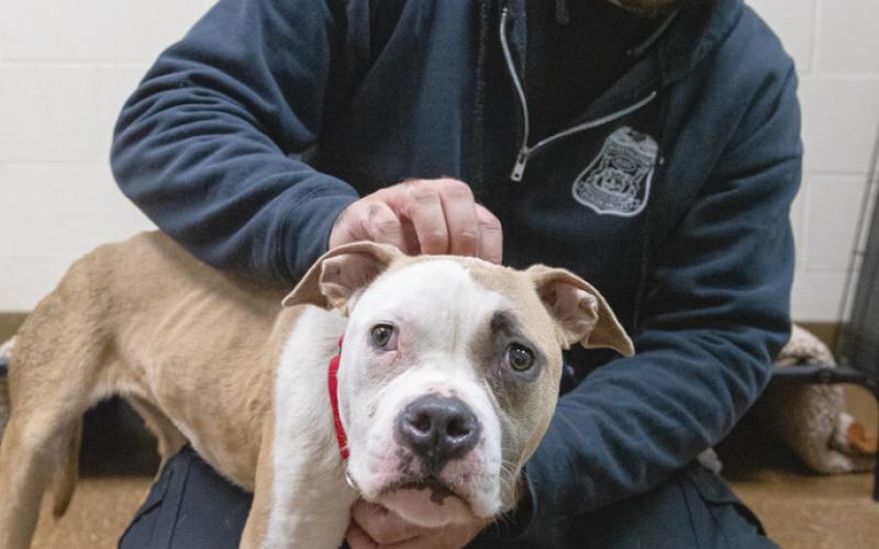Bipartisan bills signed protecting animals, expanding resources