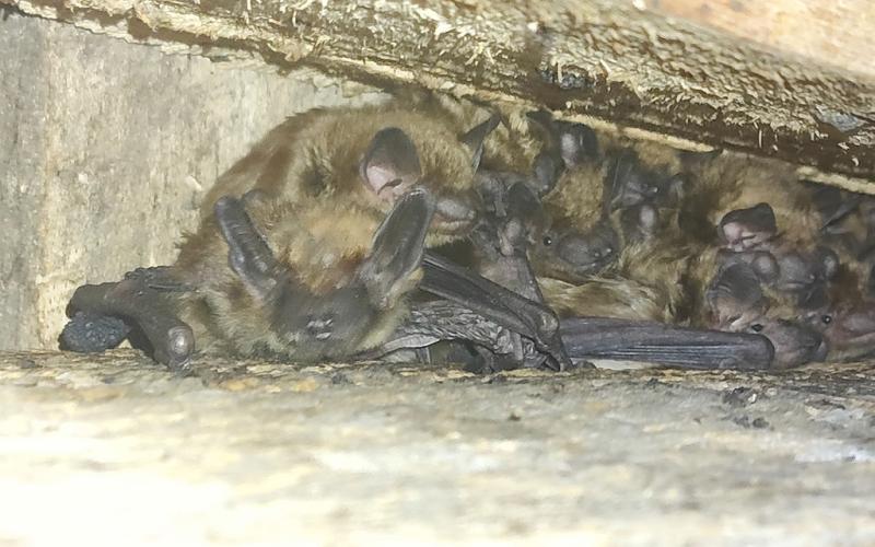 A colony of bats roosts in a confined space, highlighting the importance of summer roost sites for resting, raising young and sheltering throughout the season. PHOTO PROVIDED BY JOY AND RICHARD KUYT