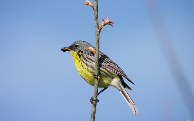 New names slated for birds, including Kirtland’s warbler