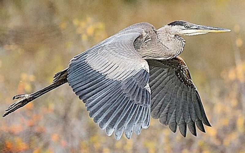 Great Blue Heron