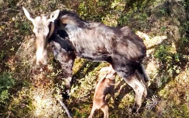 A collared cow moose nurses her calf in the western Upper Peninsula. This photo, captured using high-powered zoom from a drone flying more than 300 feet above, offers a rare, hands-off glimpse into the first days of a calf’s life – an important stage researchers are now able to study more closely thanks to GPS and drone technology. DEPARTMENT OF NATURAL RESOURCES