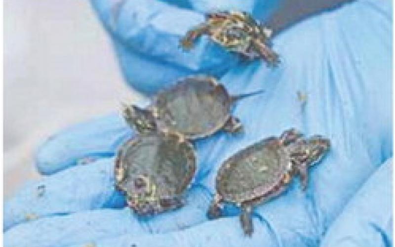The regular rescue and release of turtles is one of many steps Consumers Energy has voluntarily taken to protect the environment while investing in the critical infrastructure upgrades necessary to continue delivering the service customers need and deserve.