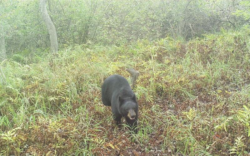 Photos of a black bear in Clinton County from summer 2024 were recently found on remote trail cameras. PHOTO PROVIDED BY JEN OWEN