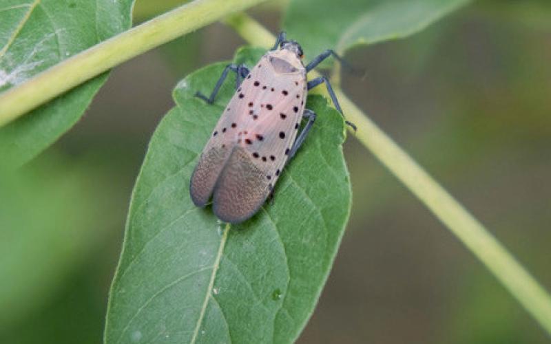 Pictured is an adult spotted lanternfly on a leaf. PHOTO PROVIDED BY MDARD