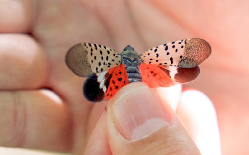 Pictured is an adult spotted lanternfly with its wings spread. PHOTO PROVIDED BY MDARD