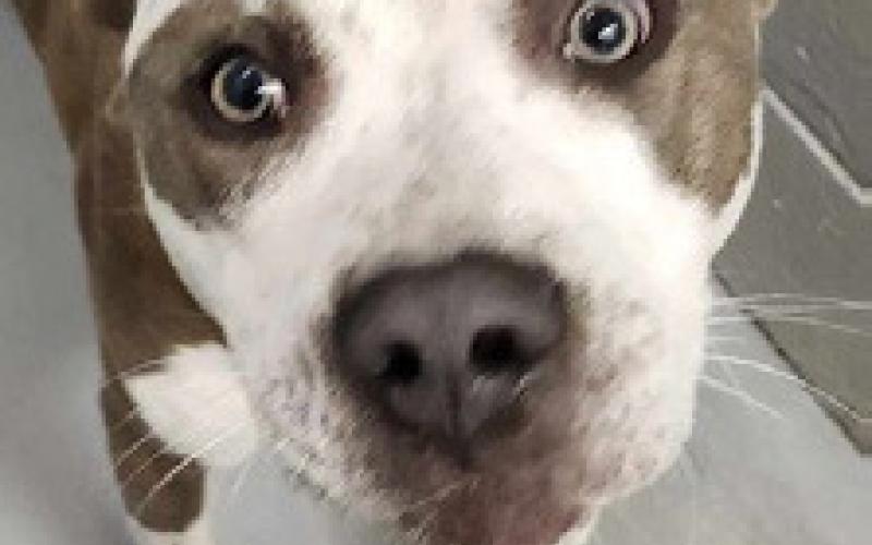 PET OF THE WEEK