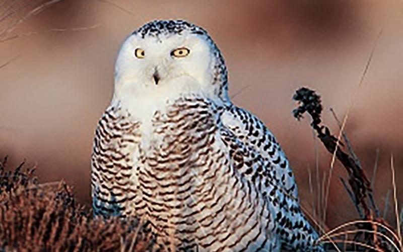 Your guide to Michigan’s winter birds