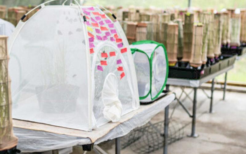John Ball Zoo fights for Great Lakes’ rarest butterflies